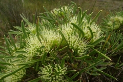Hakea corymbosa