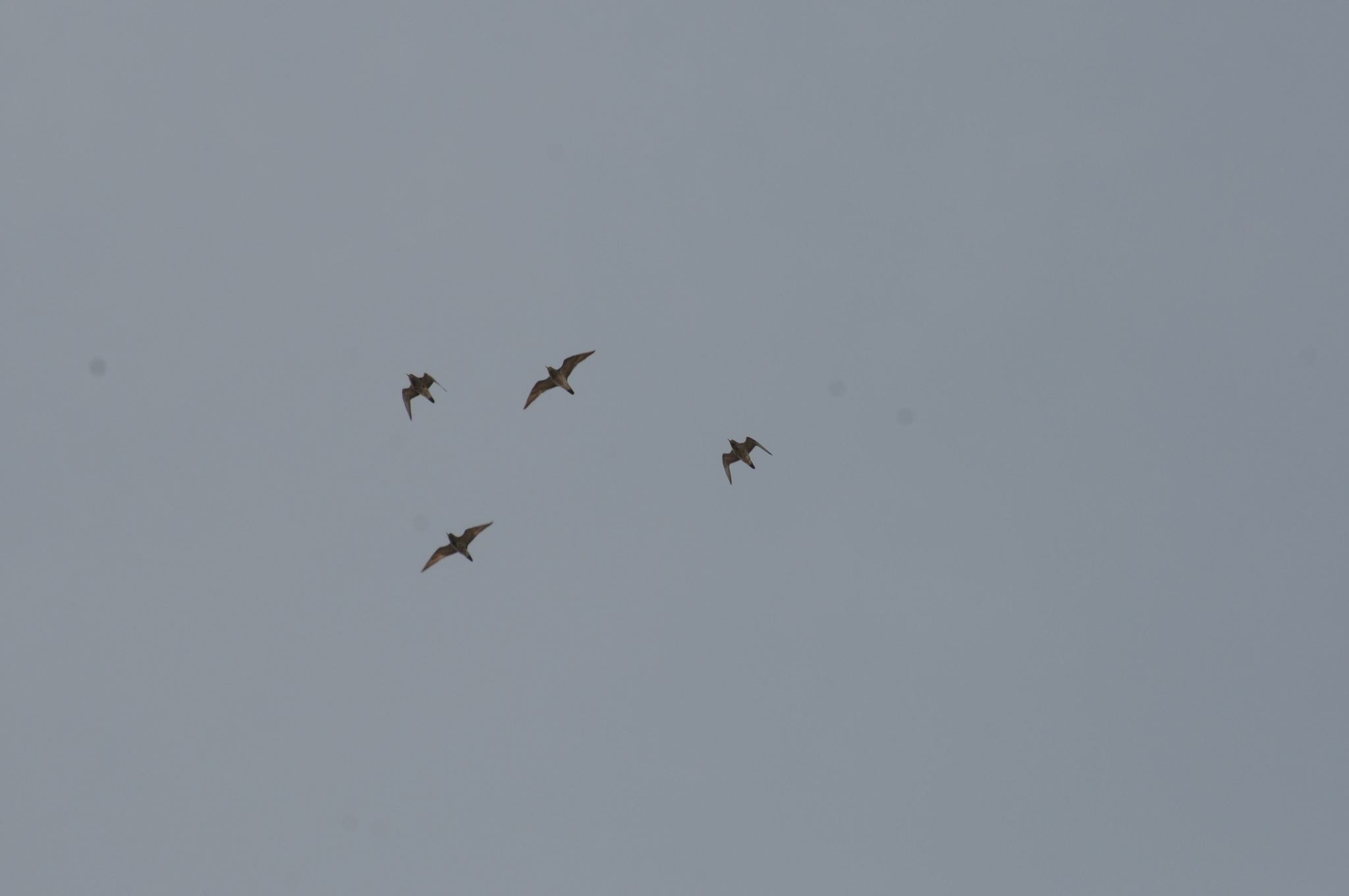 European Golden Plover