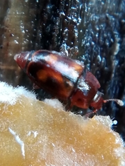 Epuraea ocularis