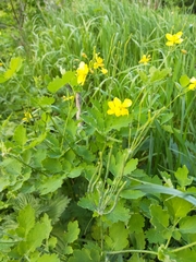Chelidonium majus
