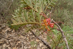Grevillea bipinnatifida