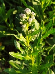 Cirsium arvense