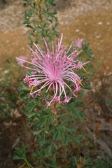 Isopogon