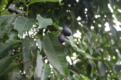 Kopsia arborea