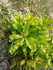 Codiaeum variegatum