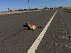 Vulpes vulpes patwin