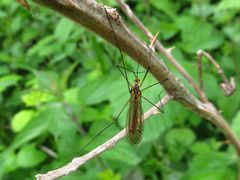 Nephrotoma cornicina