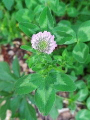 Trifolium pratense