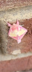 Hyparpax aurora