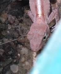 Anolis hispaniolae