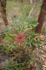 Grevillea bipinnatifida