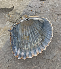 Acanthocardia aculeata