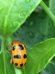 Podontia affinis