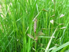 Nephrotoma cornicina