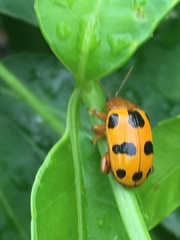 Podontia affinis