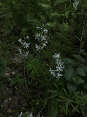 Ornithogalum boucheanum