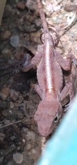 Anolis hispaniolae