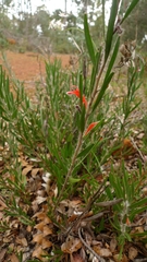 Adenanthos barbiger