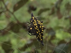 Gasteracantha diadesmia