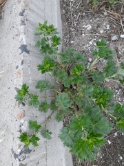 Potentilla sericea