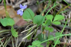 Viola rupestris