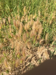 Hordeum geniculatum