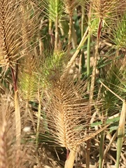 Hordeum geniculatum