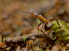 Formica polyctena