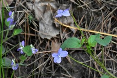 Viola rupestris