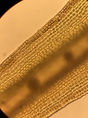 Racomitrium brevipes