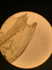 Racomitrium brevipes