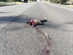 Vulpes vulpes patwin