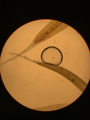 Racomitrium brevipes