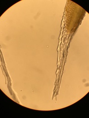 Racomitrium brevipes