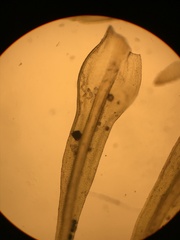 Racomitrium brevipes