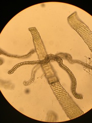 Racomitrium brevipes