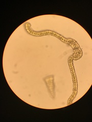 Racomitrium brevipes