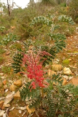 Grevillea bipinnatifida