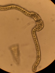 Racomitrium brevipes