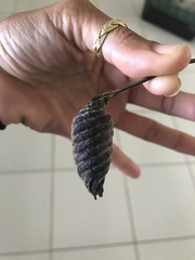 Helicteres jamaicensis