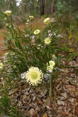 Isopogon sphaerocephalus