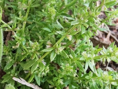 Galium murale