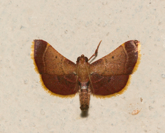 Hypsopygia amoenalis