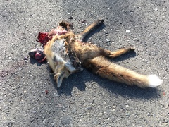 Vulpes vulpes patwin