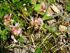 Trifolium thalii