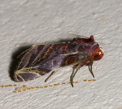 Hemicephalis alesa
