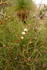Hakea stenocarpa