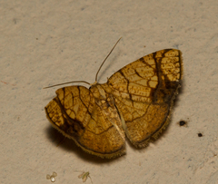 Nematocampa arenosa