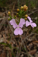 Stylidium affine