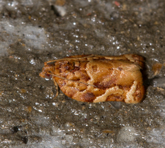 Argyrotaenia sphaleropa